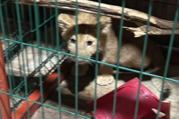 En cateo rescatan a 3 felinos en cautiverio, en Tinaja de Vargas