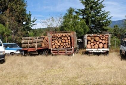 SSP asegura 3 vehículos cargados con madera presuntamente ilícita, en Ocampo